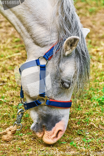 Image of Portrait of Horse