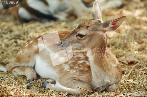 Image of Portrait of a Young Deer