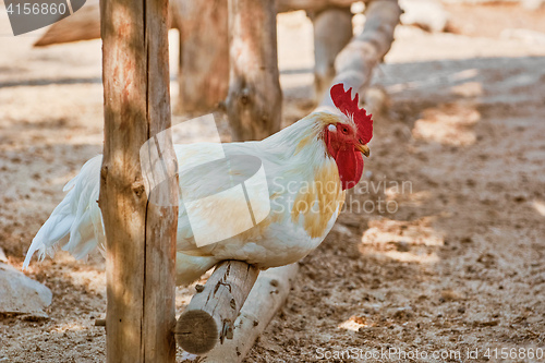 Image of White Rooster on a Perch