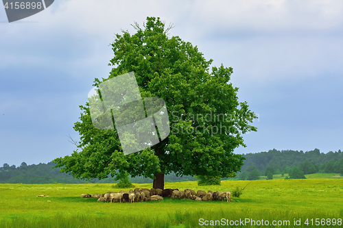 Image of Flock of Sheep