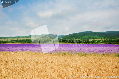 Image of Lavender River in Bulgaria