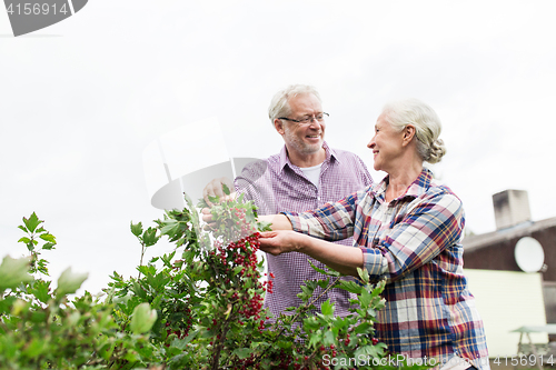 Image of senior couple harvesting currant at summer garden