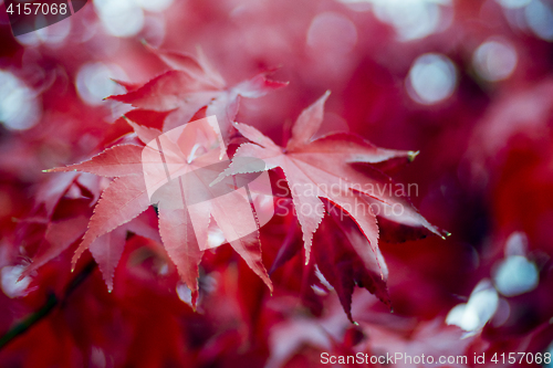 Image of Red autumn leaves 