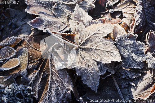 Image of Hoarfrost on leaves