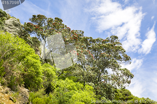 Image of pohutukawa tree with red blossom