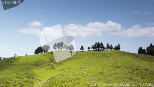 Image of typical landscape in north New Zealand