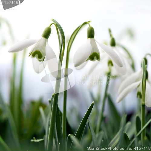 Image of Snowdrop flowers