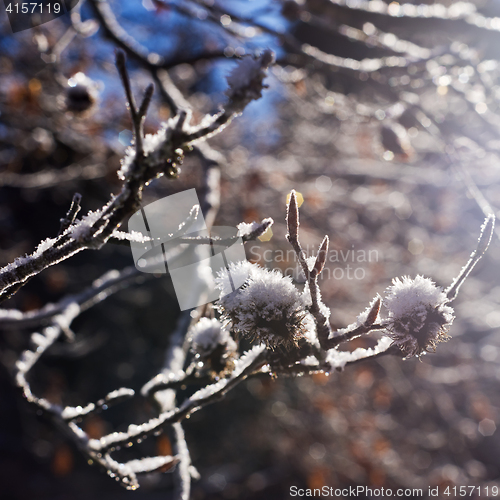 Image of Hoarfrost and twigs of beech