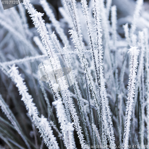 Image of Hoarfrost on grass