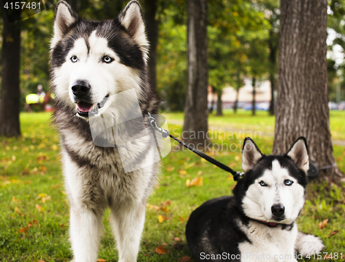 Image of husky dog outside on a leash walking, green grass in park spring