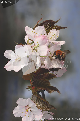 Image of Bumblebee on Japanese cherry