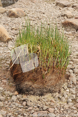 Image of Tussock with young grass shoots on stony shore