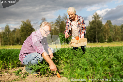 Image of senior couple with box of carrots on farm