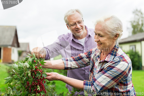 Image of senior couple harvesting currant at summer garden