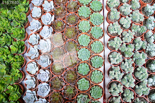 Image of Group of small cactus in the pot