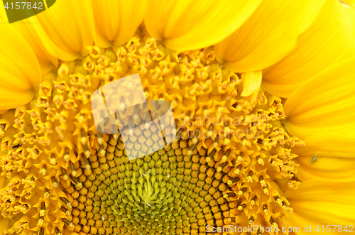 Image of Close up of Sunflower