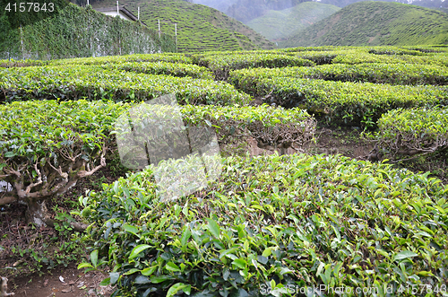 Image of Tea Plantation in the Cameron Highlands in Malaysia