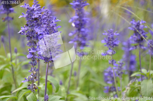 Image of Blooming blue bugleweeds Ajuga