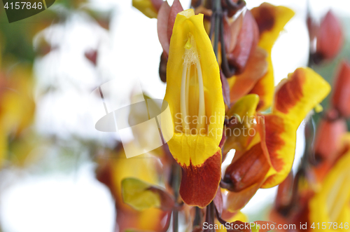 Image of Thunbergia mysorensis, also called Mysore trumpetvine