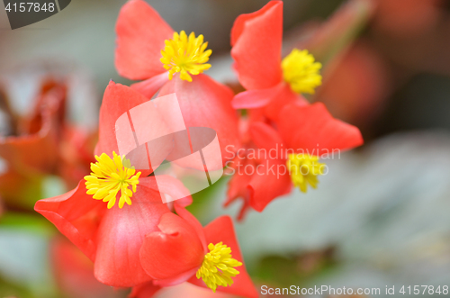 Image of Flowers begonia. Begonia is a flower of extraordinary beauty