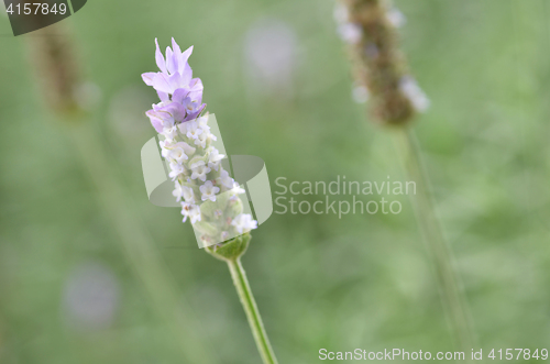 Image of Lavender flowers in nature