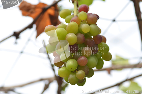 Image of Wne grapes on vine