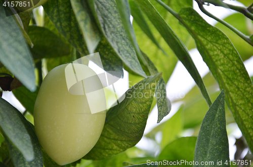 Image of Pepino Melon found in the Cameron Highlands