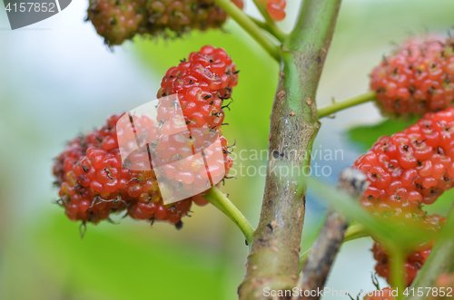 Image of Red mulberry on the tree