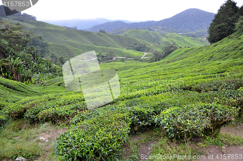 Image of Tea Plantation in the Cameron Highlands in Malaysia