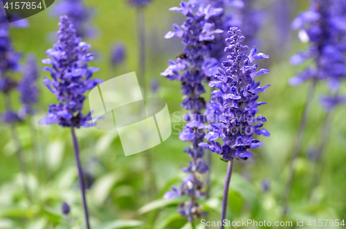 Image of Blooming blue bugleweeds Ajuga