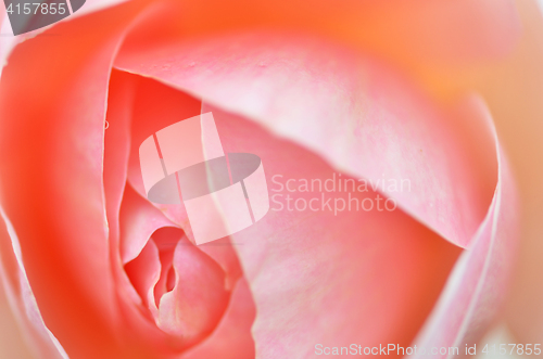 Image of Pink rose flower 