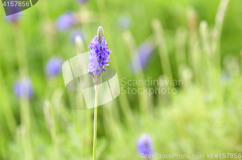 Image of Lavender flowers in nature