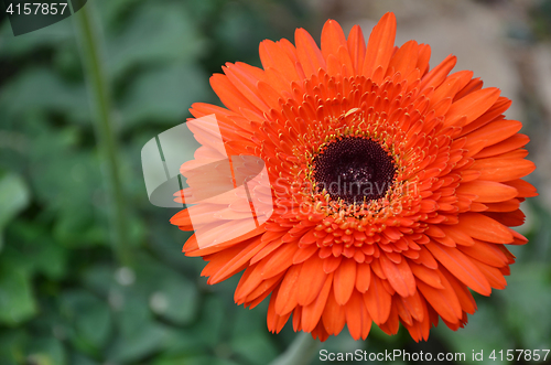 Image of Gerbera flower in a garden