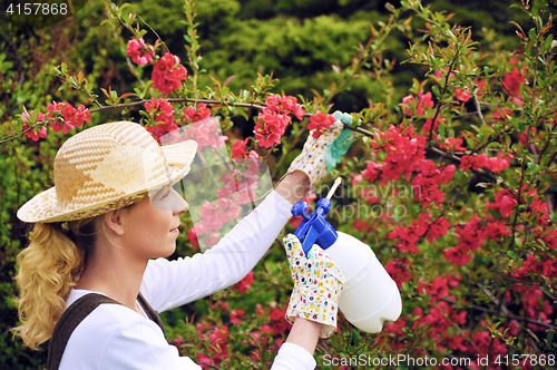 Image of Young woman spraying tree in garden, the gardener takes care of the quince tree in orchard, holding spray bottle, happy young lady applying an insecticide or a fertilizer to her fruit trees, using a s