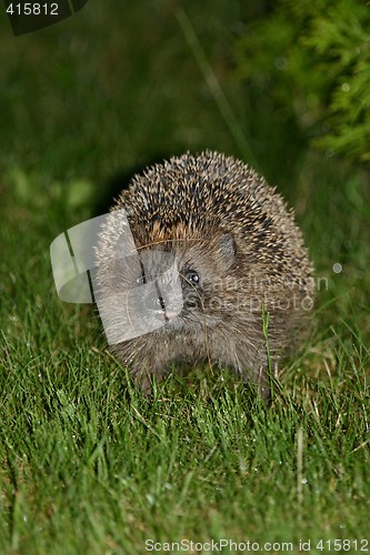 Image of hedgehog in garden