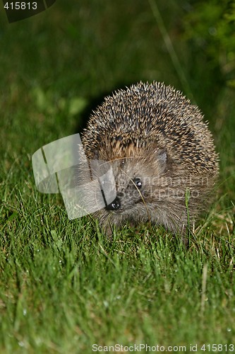 Image of hedgehog