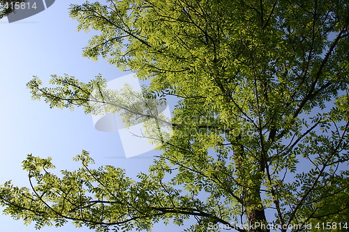 Image of ash tree