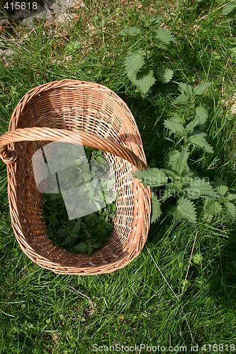 Image of nettles