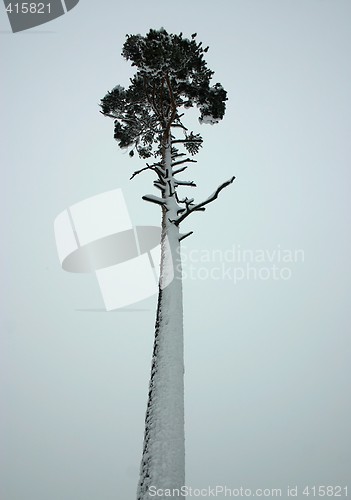 Image of solitary pine tree