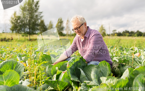Image of senior man growing white cabbage at farm