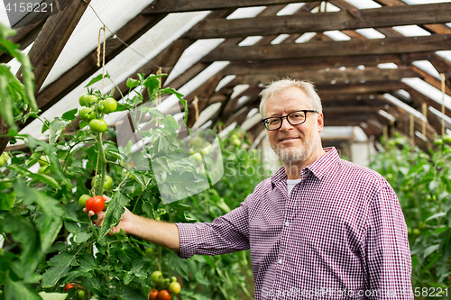 Image of senior man growing tomatoes at farm greenhouse