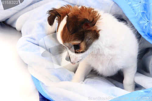 Image of small chihuahua puppy is resting