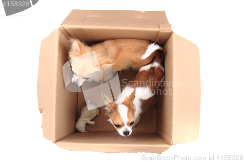Image of two chihuahua in the paper box