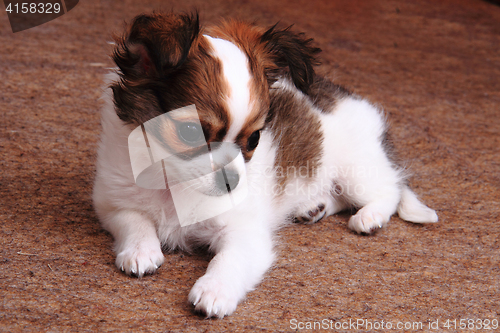 Image of small chihuahua puppy is resting