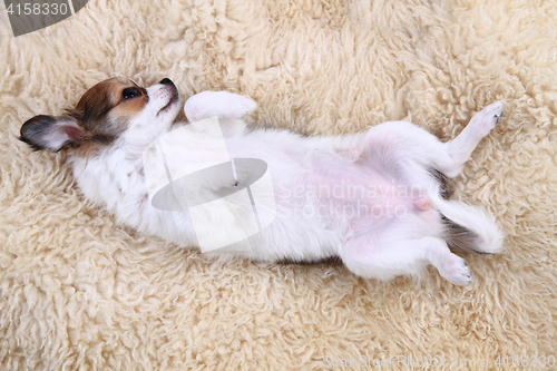 Image of small chihuahua puppy is resting