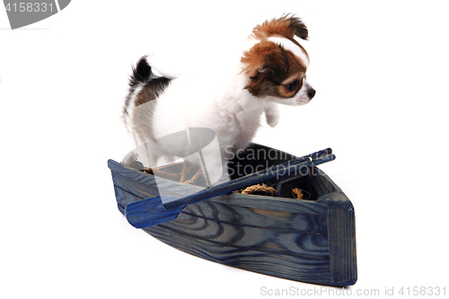 Image of small chihuahua puppy is resting
