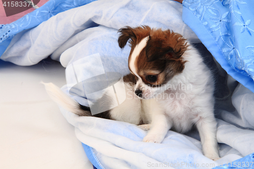 Image of small chihuahua puppy is resting
