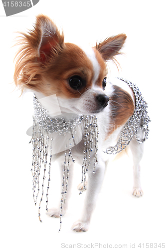 Image of small chihuahua in the different clothes isolated