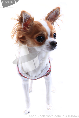 Image of small chihuahua in the different clothes isolated