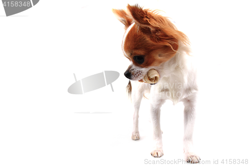 Image of small chihuahua is eating dog snack